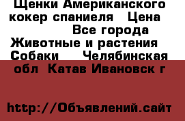 Щенки Американского кокер спаниеля › Цена ­ 15 000 - Все города Животные и растения » Собаки   . Челябинская обл.,Катав-Ивановск г.